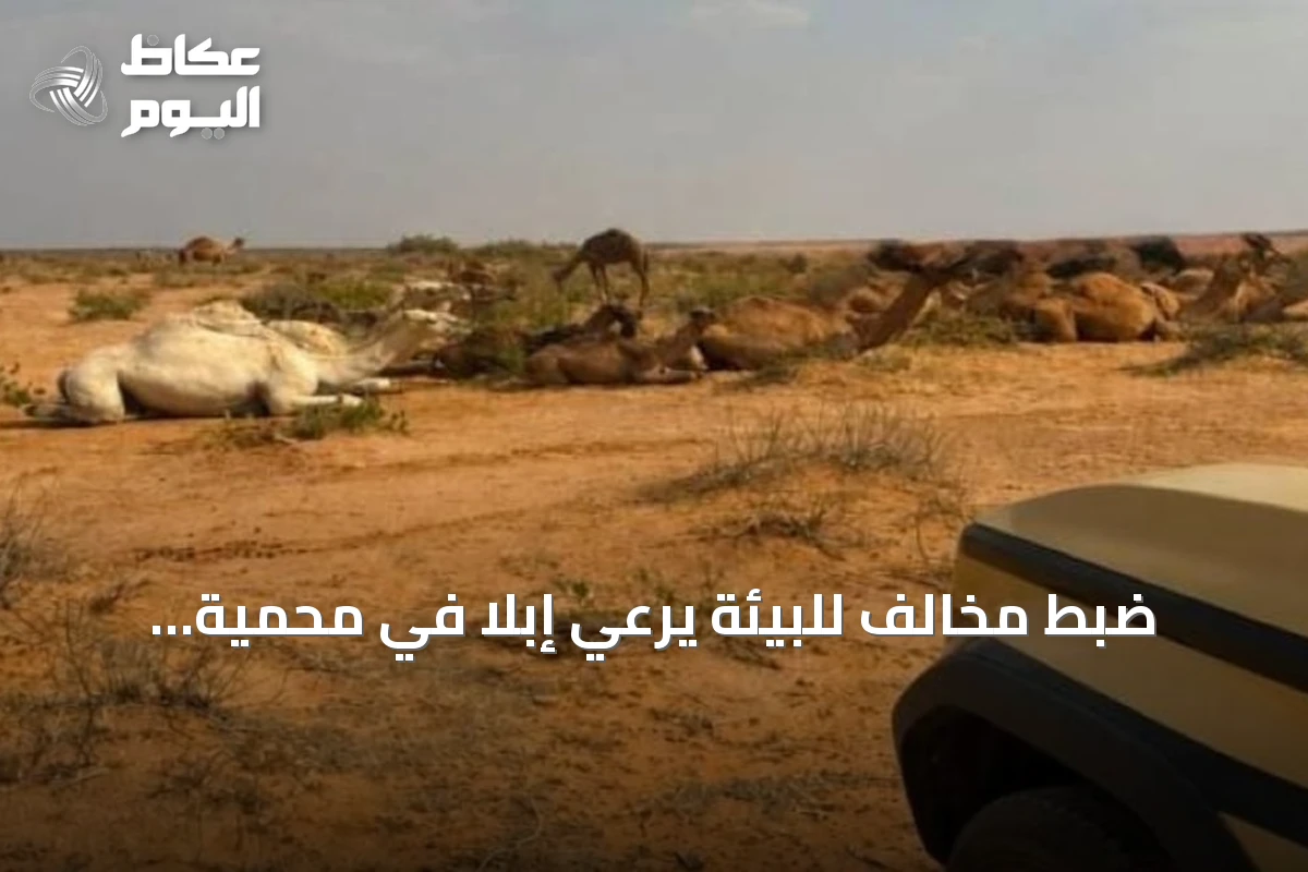 ضبط مخالف للبيئة يرعي إبلاً في محمية الملك عبدالعزيز