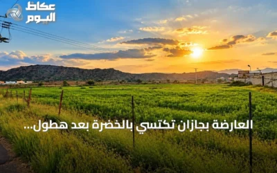 العارضة بجازان تكتسي بالخضرة بعد هطول الأمطار