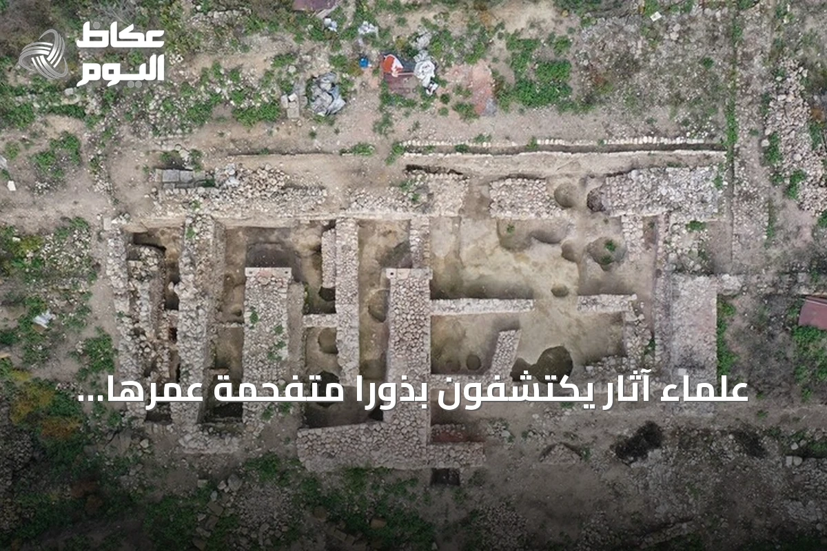 علماء آثار يكتشفون بذوراً متفحمة عمرها 2600 عام في مطبخ ليديا بغرب تركيا