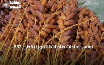 تونس: عائدات صادرات التمور تتخطى 333 مليون دولار في موسم 2025-2026