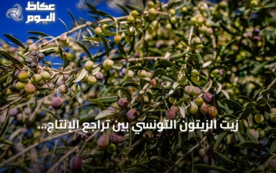 زيت الزيتون التونسي بين تراجع الإنتاج وأمل تعويض الأسعار
