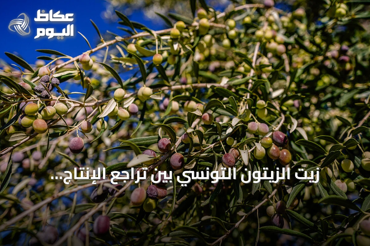 زيت الزيتون التونسي بين تراجع الإنتاج وأمل تعويض الأسعار
