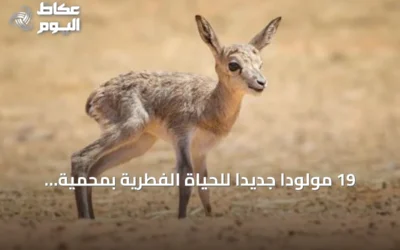 19 مولوداً جديداً للحياة الفطرية بمحمية الإمام عبدالعزيز بن محمد الملكية
