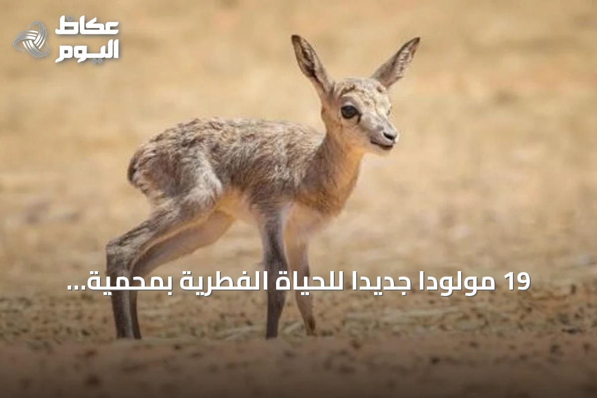 19 مولوداً جديداً للحياة الفطرية بمحمية الإمام عبدالعزيز بن محمد الملكية