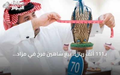 بـ111 ألف ريال.. بيع شاهين فرخ في مزاد المركز الوطني للصقور بالدبدبة