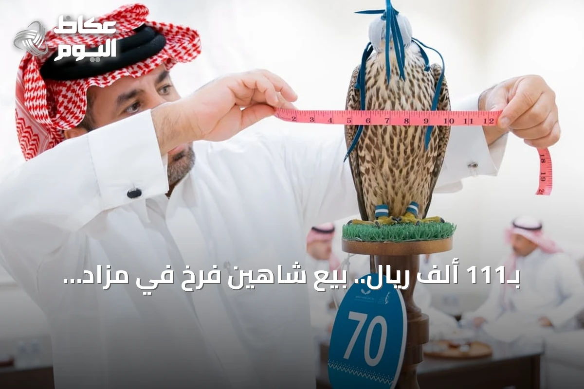 بـ111 ألف ريال.. بيع شاهين فرخ في مزاد المركز الوطني للصقور بالدبدبة